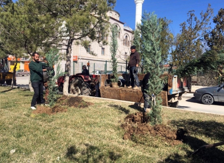 Yerköy’de Ağaçlandırma Çalışmaları Devam Ediyor