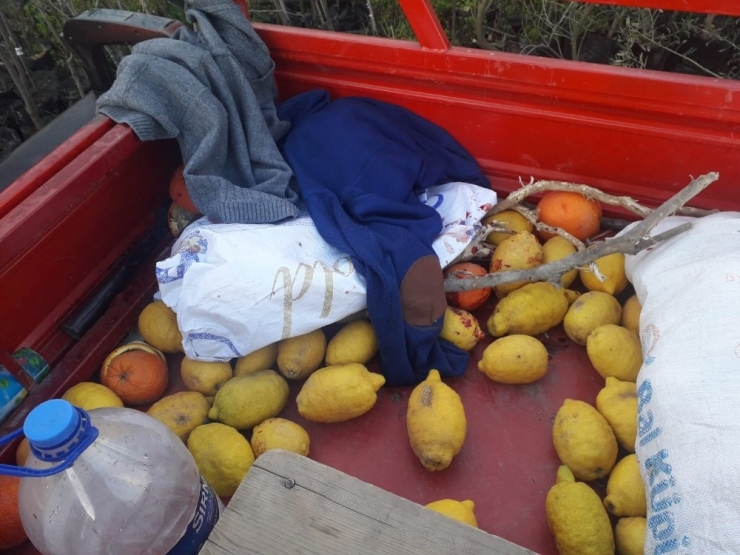 Narenciye Döküğü Toplayan Şahıslara Ateş Açıldı: 1’i Ağır 4 Yaralı