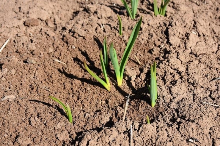 Tarım Ve Orman Müdürlüğü Ekili Tarım Arazilerinde İncelemelerde Bulundu