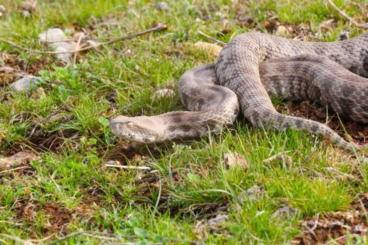 Saman Balyalarının Arasından Engerek Yılanı Çıktı
