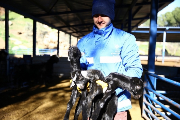 Büyükşehir’den Yerel Hayvancılığa Destek Sürüyor