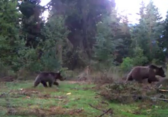 Kış Uykusundan Uyanan Ayılar Foto Kapanla Görüntülendi
