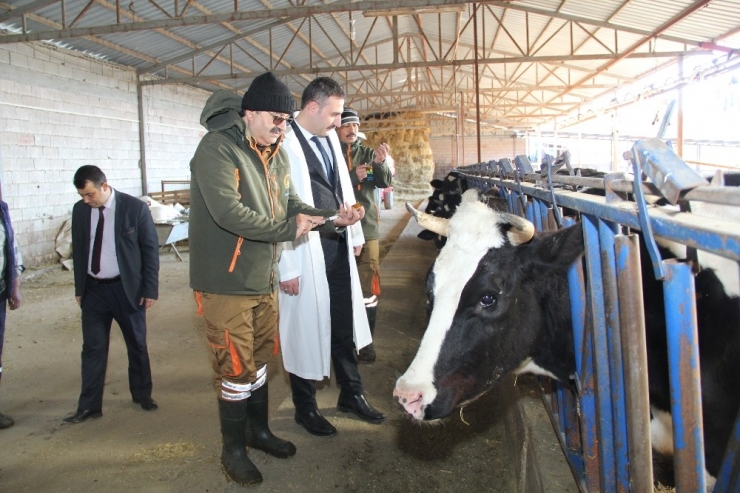 Hayvanlarda İlkbahar Şap Ve Lsd Aşılama Programları Uygulanıyor