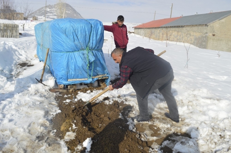 Toprağa Gömülen Patatesler Sofraların Vazgeçilmezi Oluyor