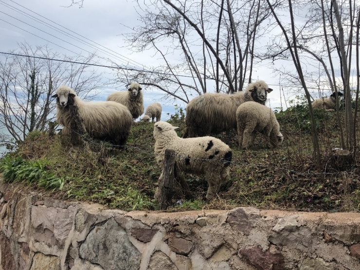 Koyun Sürüleri Yayla Yolunda