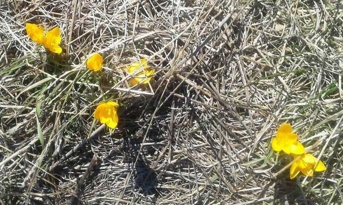 İltaş Köyünde Kardelen Ve Çiğdemler Çiçek Açtı