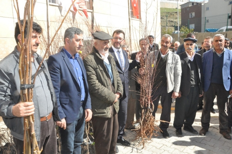 Şırnak’ta Çiftçilere 27 Bin 700 Adet Meyve Fidanı Fidan Dağıtıldı