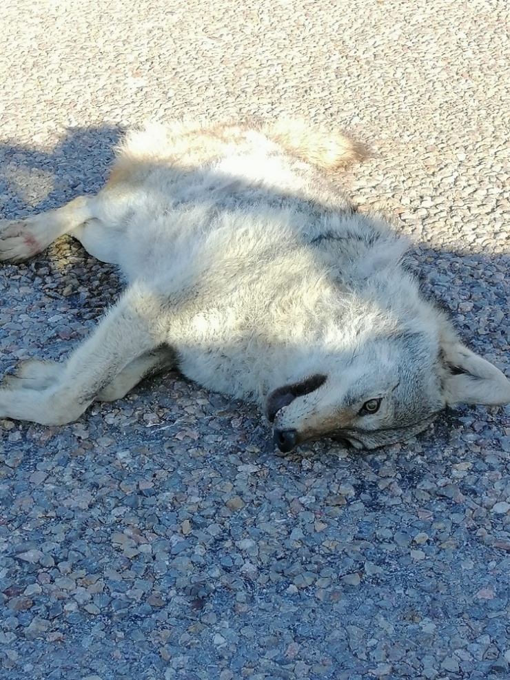 Telef Olmuş İki Kurt Bulundu