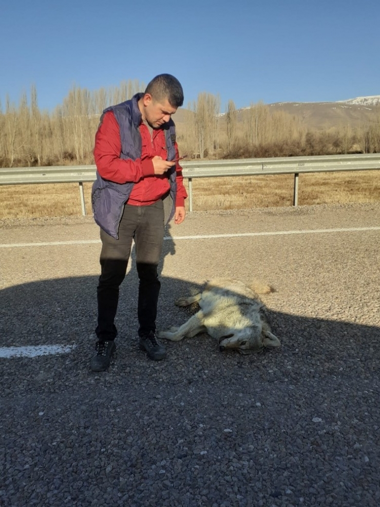 Telef Olmuş İki Kurt Bulundu