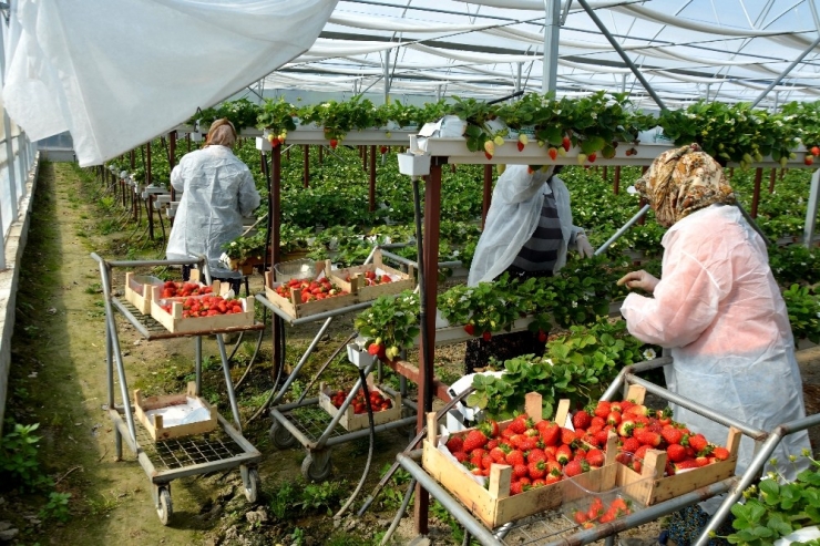 Genç Ziraat Mühendisi Söke Ovası’nı Topraksız Tarım Ve Çilekle Tanıştırdı