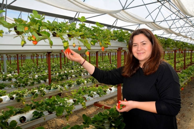 Genç Ziraat Mühendisi Söke Ovası’nı Topraksız Tarım Ve Çilekle Tanıştırdı