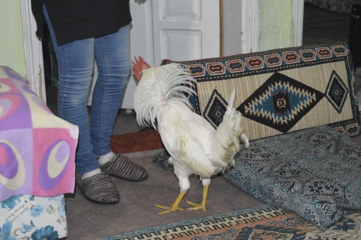 Ailenin Yedinci Üyesi “Akıllı Horoz”