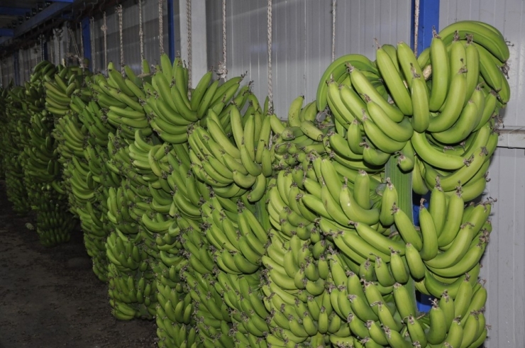 İthal Muz Yerli Muzun Fiyatını Düşürdü