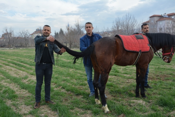 Kuyruğu Kopan At İçin 2 Buçuk Saatlik Yeni Kuyruk Operasyonu