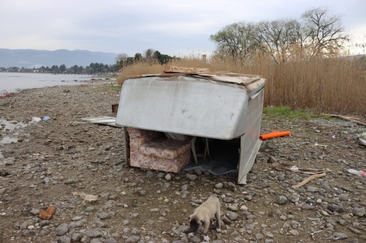 Tarla Faresi Yakalandı