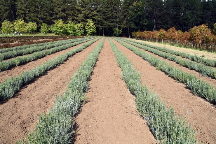 Eogü’de Tıbbi Ve Aromatik Bitki Bahçesi Kurulacak