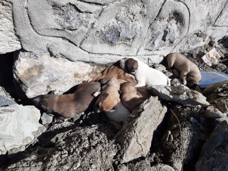 Ölüme Terk Edilen Yavru Köpekler Kurtarıldı