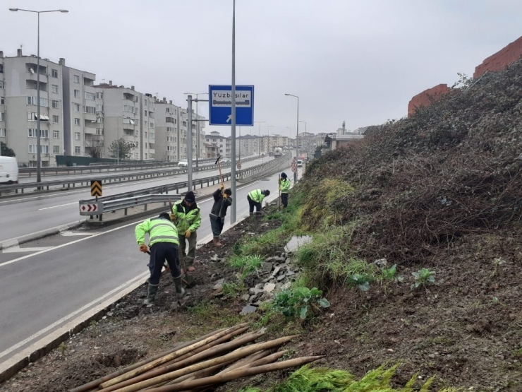 Kocaeli’de Yol Kenarlarına Yüzlerce Fidan Dikildi