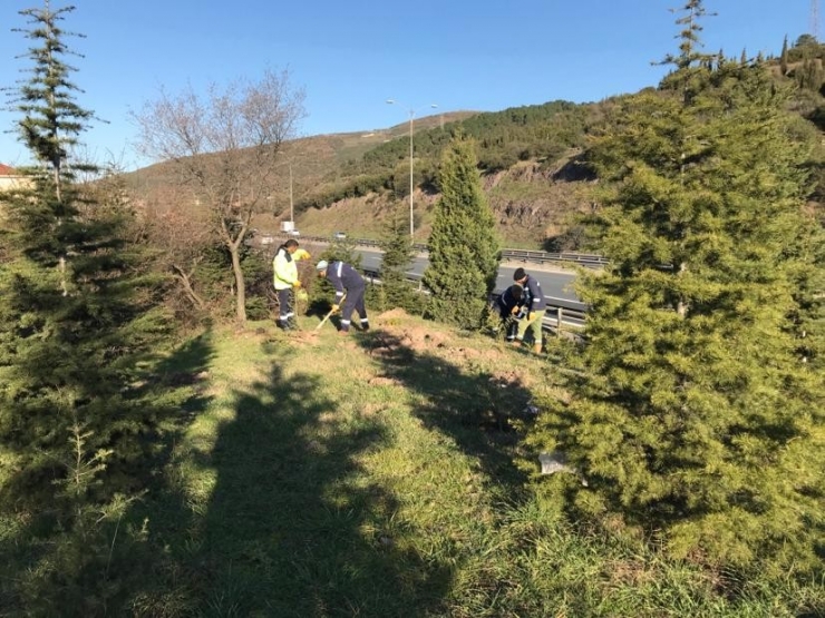 Kocaeli’de Yol Kenarlarına Yüzlerce Fidan Dikildi