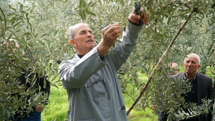 Belediyeden Çiftçilere Uygulamalı Budama Eğitimi