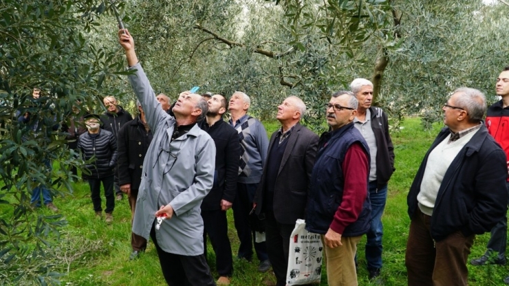 Belediyeden Çiftçilere Uygulamalı Budama Eğitimi