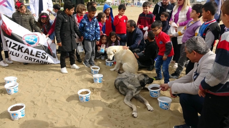 Sokak Hayvanları İçin Sahile Yiyecek Bıraktılar