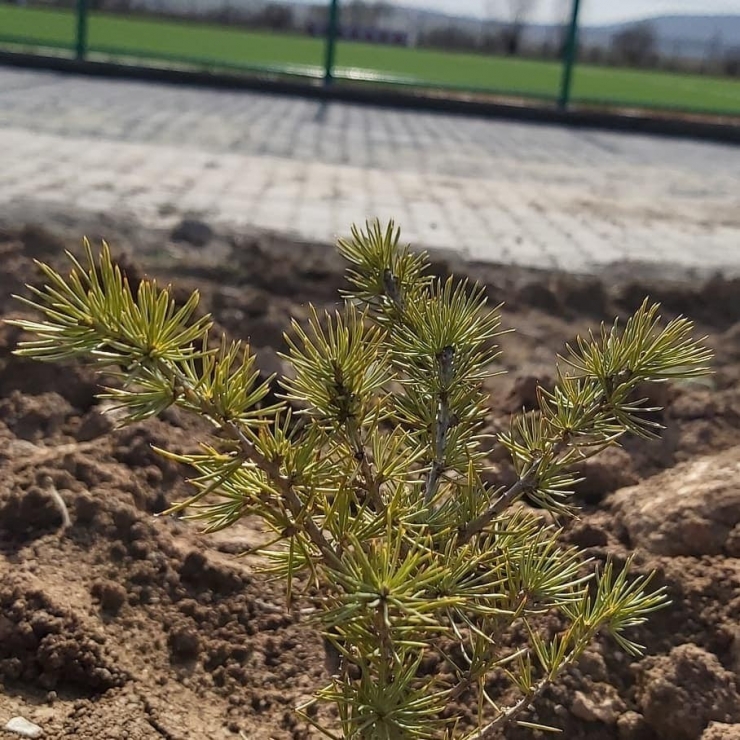 Şehitler İçin İlçe Stadı Etrafına Ağaç Dikildi