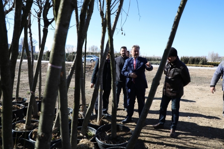 Melikgazi İçin Tırlarla Ağaçlar Geliyor