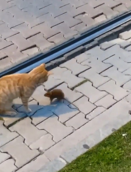 Asabi Fareden Peşine Takılan Kediye Sol Kroşe