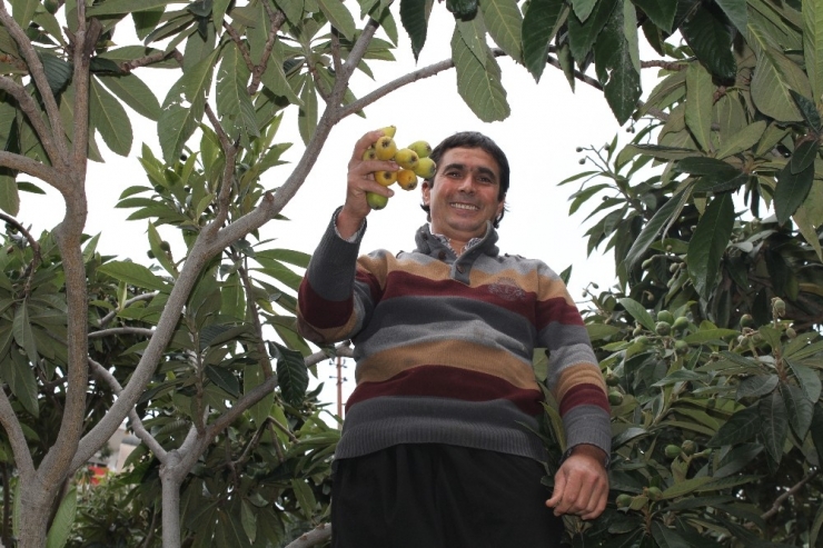 İlk Hasat Yapıldı, Tezgahlarda Kilogramı 50 Tl’den Yerini Aldı