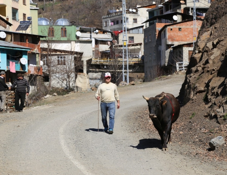 Bu Boğa İsmi İle Korkutuyor