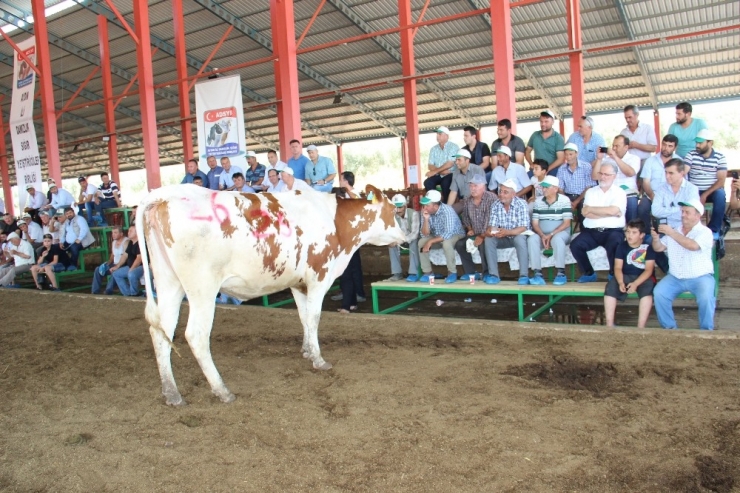 Aydın’da Büyükbaş Hayvan Yetiştiricileri Bilinçlendirilecek