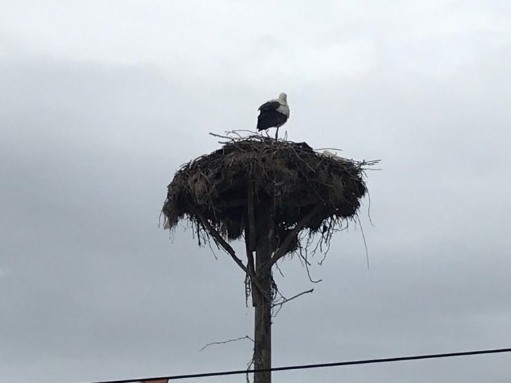 Baharın Müjdecisi Leylekler Kendini Çanakkale’de Gösterdi