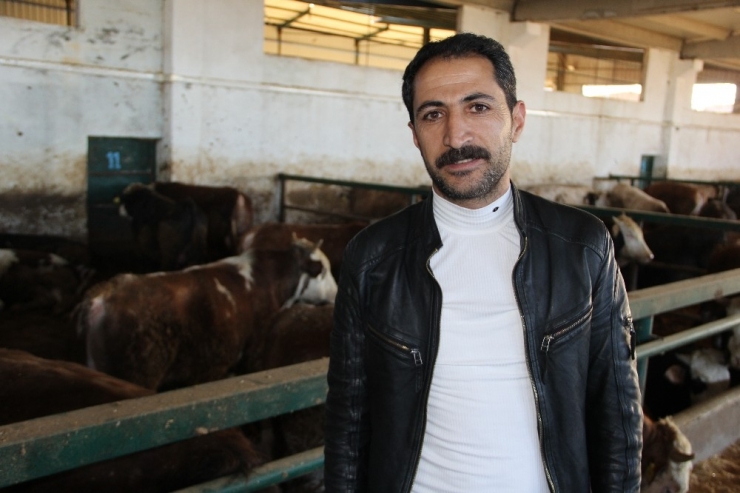 Çiftçilerden Hayvanlarına Küpe Takılmadığı İddiası