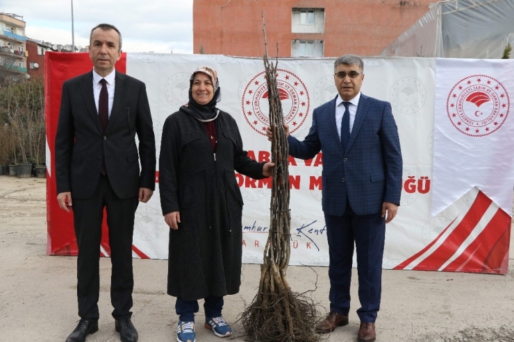 Karabük’te Çiftçilere 6 Bin 500 Meyve Fidanı Dağıtılmaya Başlandı