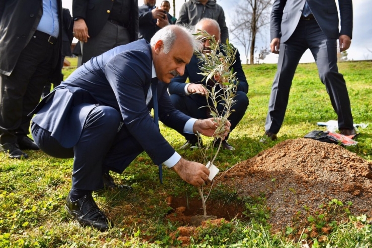 6 Asırlık Zeytin Fidanları Toprakla Buluştu