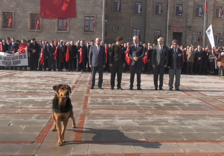 Sokak Köpeği Törenin İlgi Odağı Oldu