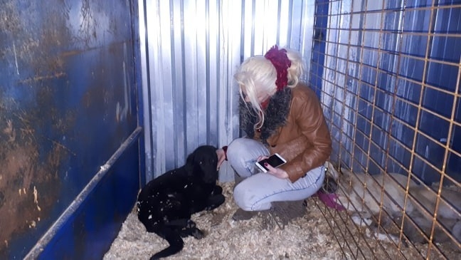 Tedavi Edilip Getirilen Köpek, Mahalle Sakinlerini Patisiyle Selamladı
