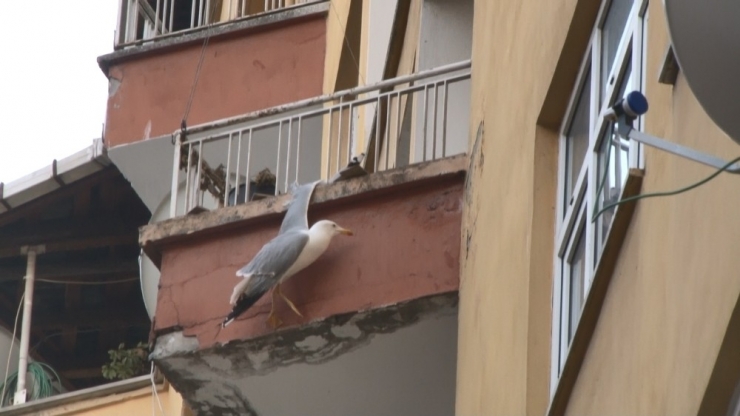 Rizeli Genç Kadın Kanadı Balkondaki Saksı İle Demir Korkuluk Arasına Sıkışan Martıyı Kıvrak Zekası İle Kurtardı