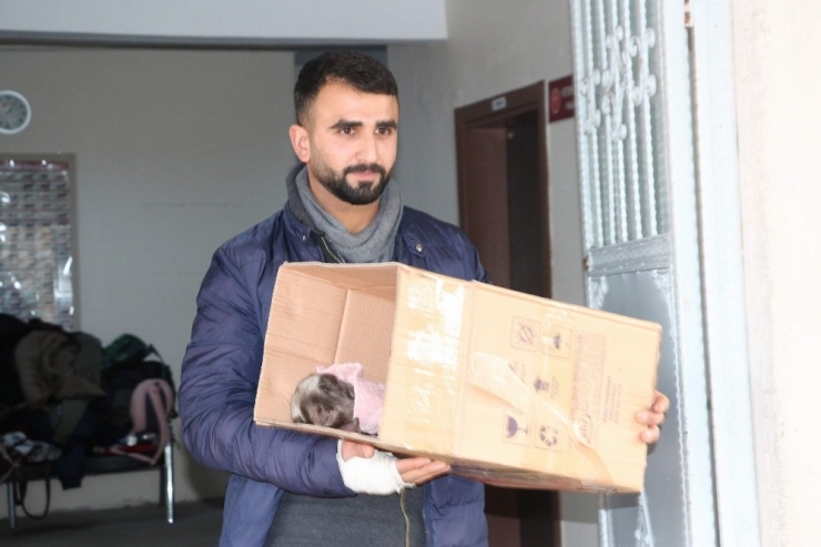 Dışkı Yolu Kapalı Olan Kuzusu İçin Hastanenin Yolunu Tuttu