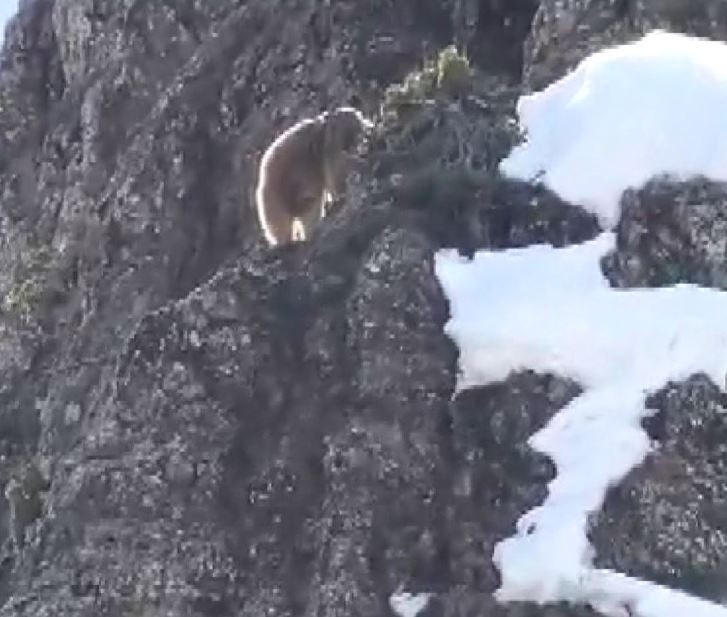 Tunceli’de Boz Ayı Kış Uykusundan Uyandı