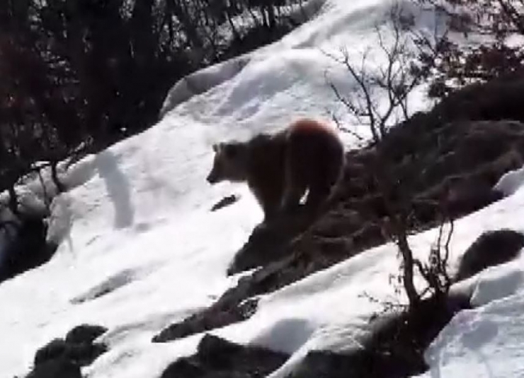 Tunceli’de Boz Ayı Kış Uykusundan Uyandı