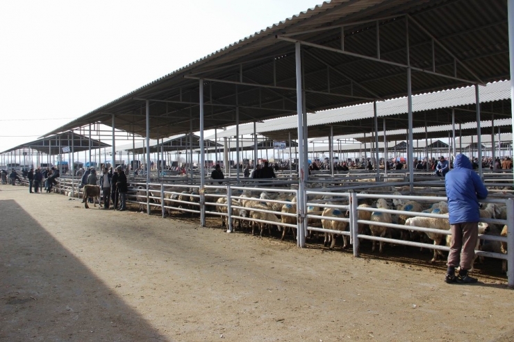 İç Anadolu’nun En Büyük Hayvan Pazarına Şap Tedbiri
