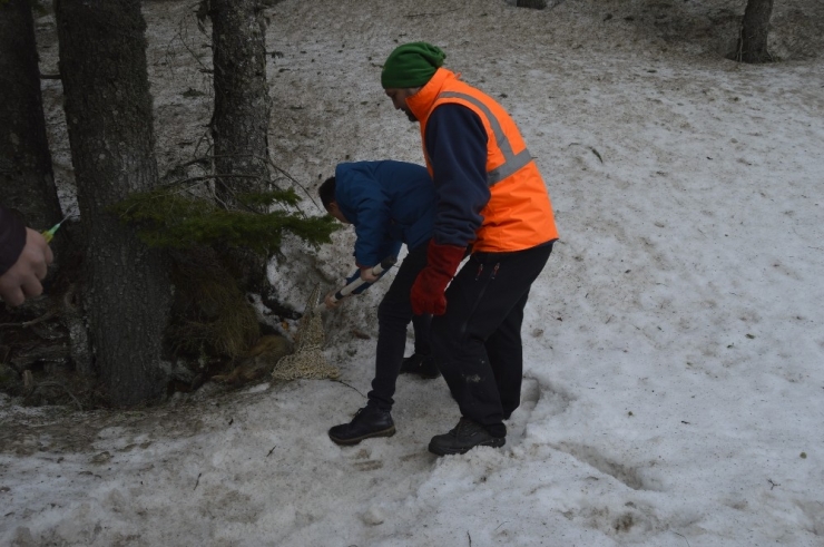 Uludağ’da Otomobil Çarptı...yaralı Tilkiyi Böyle Kurtardılar