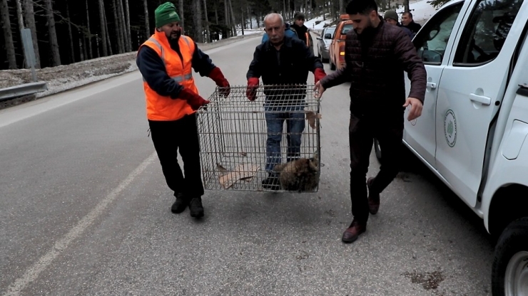 Uludağ’da Otomobil Çarptı...yaralı Tilkiyi Böyle Kurtardılar