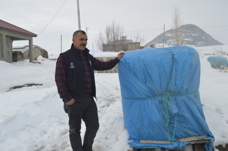 Fareler Çiftçileri Bezdirdi