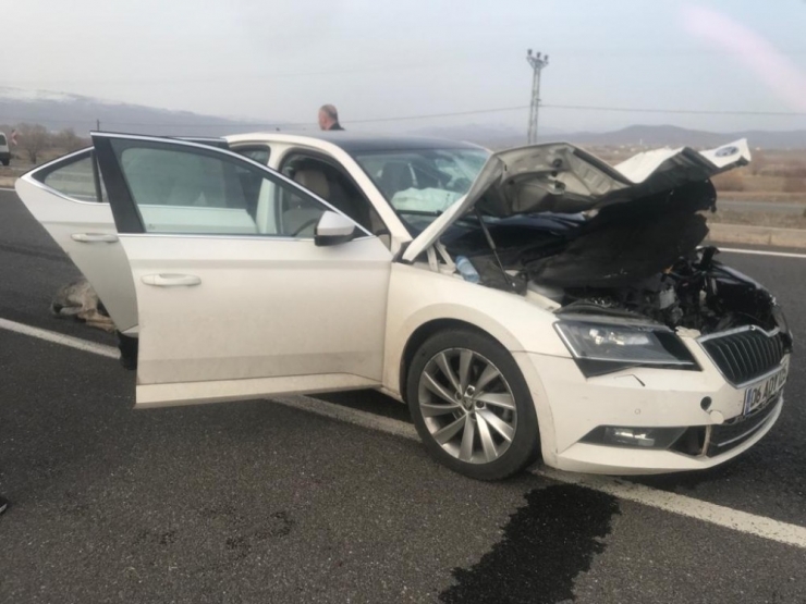 Bingöl’de Otomobilin Çarptığı Eşek Telef Oldu