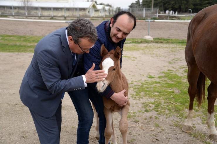 Buü’de Yeni Tay Sevinci