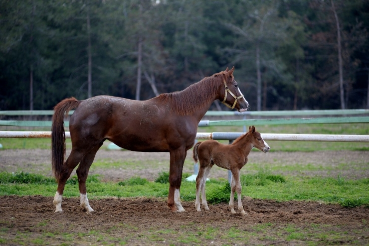 Buü’de Yeni Tay Sevinci