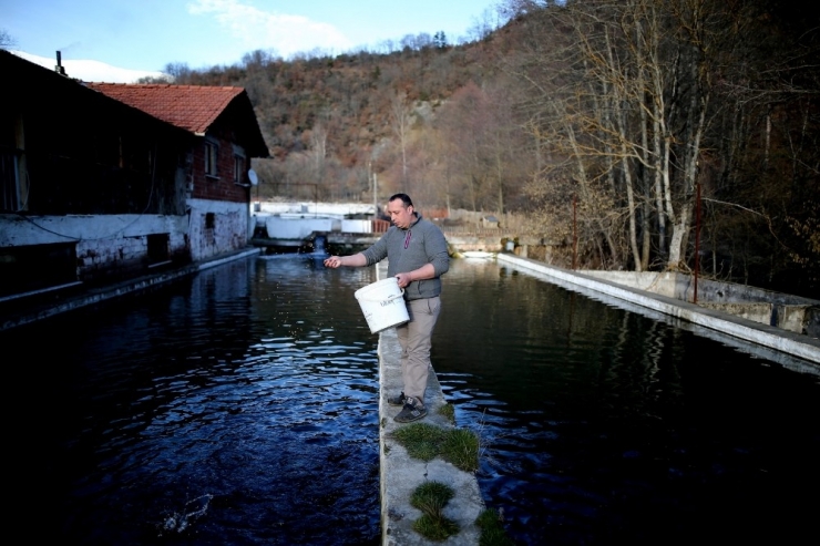 Kar Sularında Büyüyen Alabalıklar İştah Kabartıyor